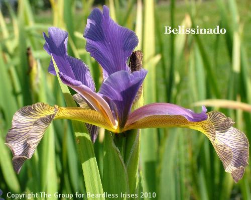 Belissinado (3)